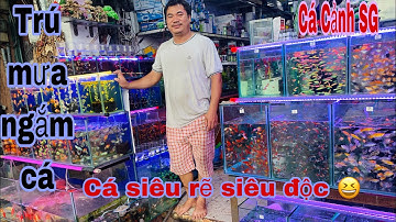 Trú mưa lạc vào cá cảnh Sài Gòn-Thái Salem vê lốc