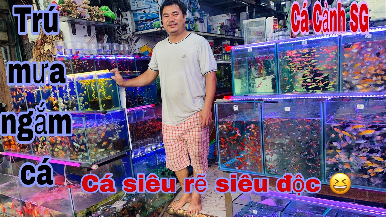 Trú mưa lạc vào cá cảnh Sài Gòn-Thái Salem vê lốc