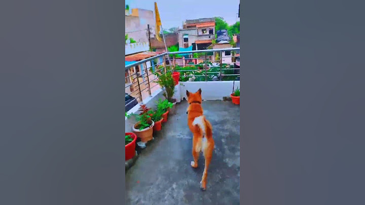Bruno Playing On Balcony Cute Dog😍 #bruno #play #balcony #cute #dog #shorts #trendingshorts #viral