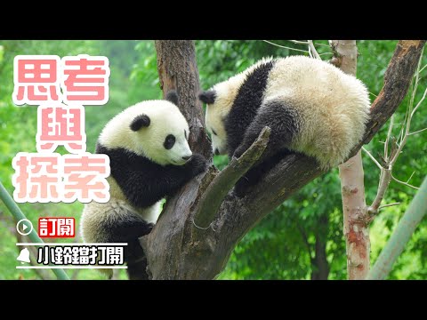 《熊貓早晚安》樹上思考，地上探索 | iPanda熊貓頻道