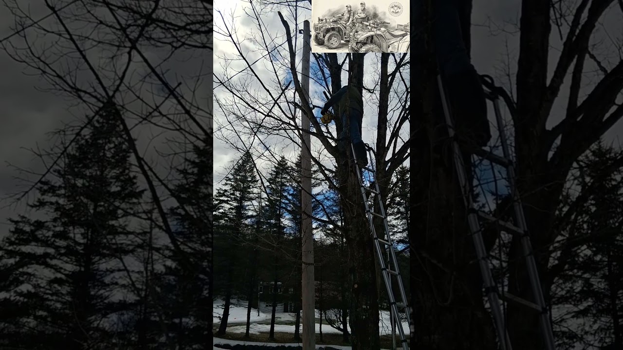 Tree trimming by power lines! #electric #power