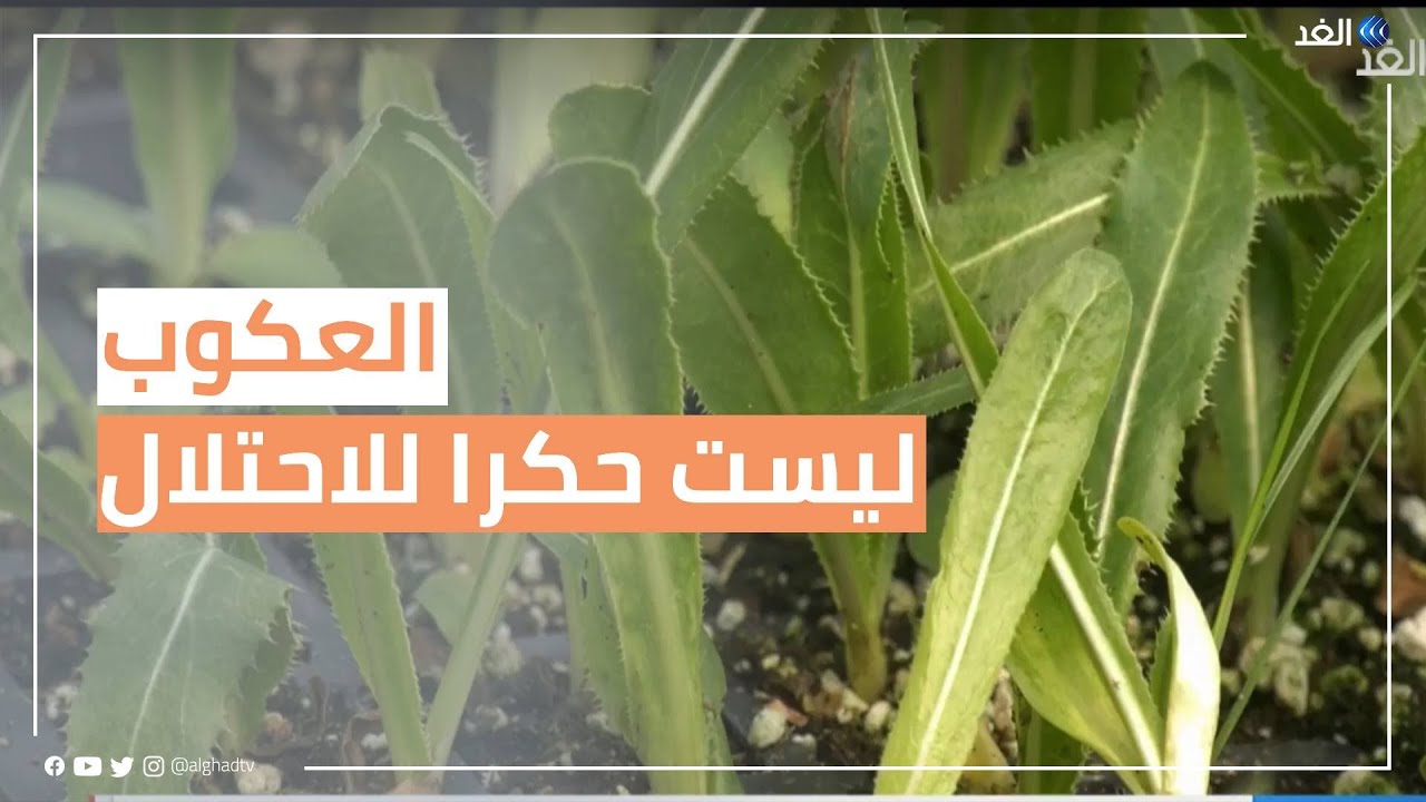 نبتة العكوب.. عشبة فلسطينية تتحدى ممارسات الاحتلال