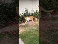 Cat #short 🐈#wildlife #viralshorts