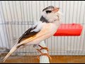 اقوى تغريد كناري لتهييج الذكر 55