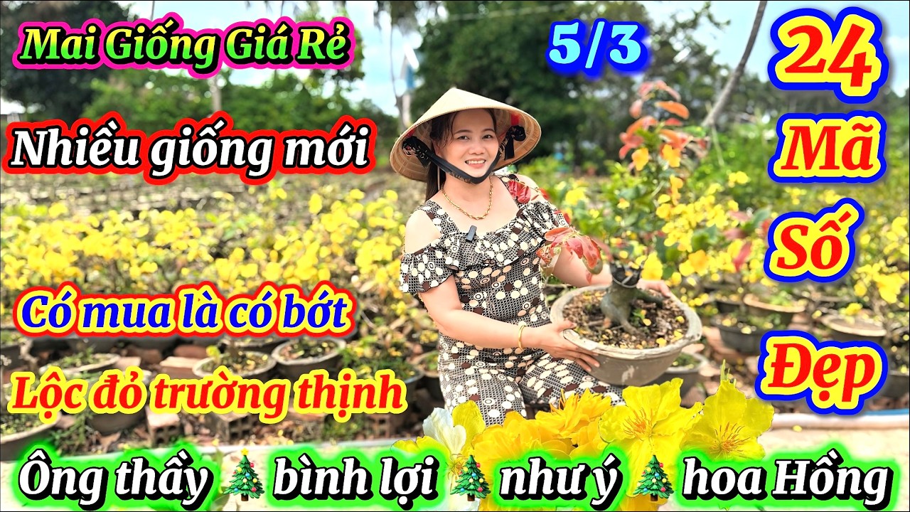 5/3 Mai giống giá rẻ ☎️0326119500 C.Mộng 🎄giảo ông thầy 🎄Lộc đỏ trường thịnh 🎄gió Tây ninh