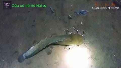 Câu cá Trê Hồ núi Le! Phần 1 - Fishing - Chỉ Vì Đam Mê