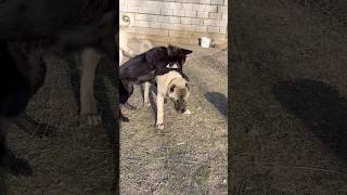 ALFA KURT BASKINLIĞINI GÖSTERDİ #kurt #kangal #wolfcales