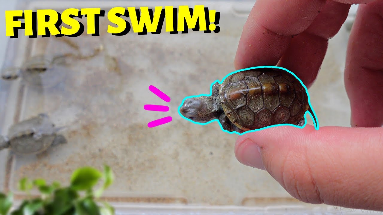 Baby Turtles Swim For The First Time!