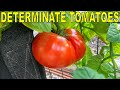 5 Reasons Why DETERMINATE TOMATOES Are BETTER Than Indeterminate