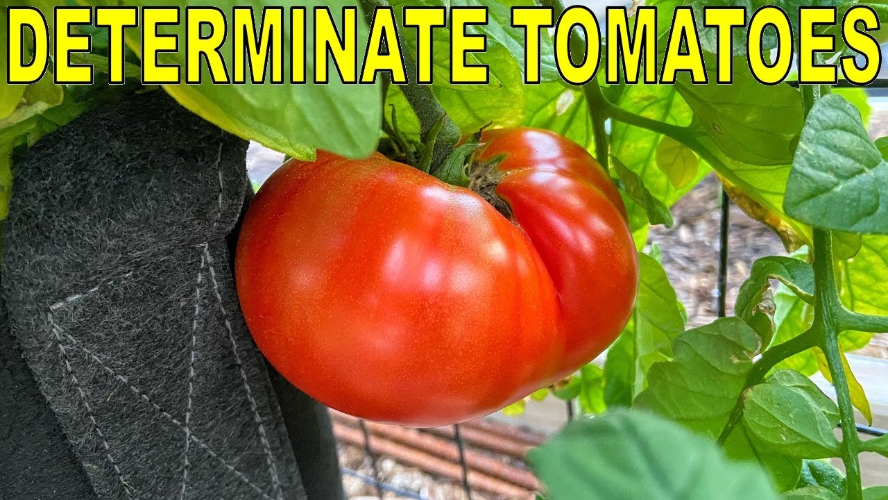 5 Reasons Why Determinate Tomatoes Are Better Than Indeterminate