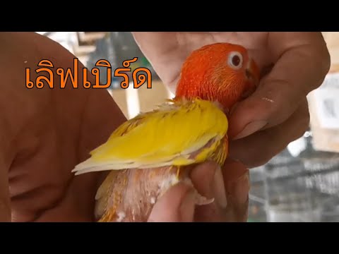 เลี้ยงนกเลิฟเบิร์ด
