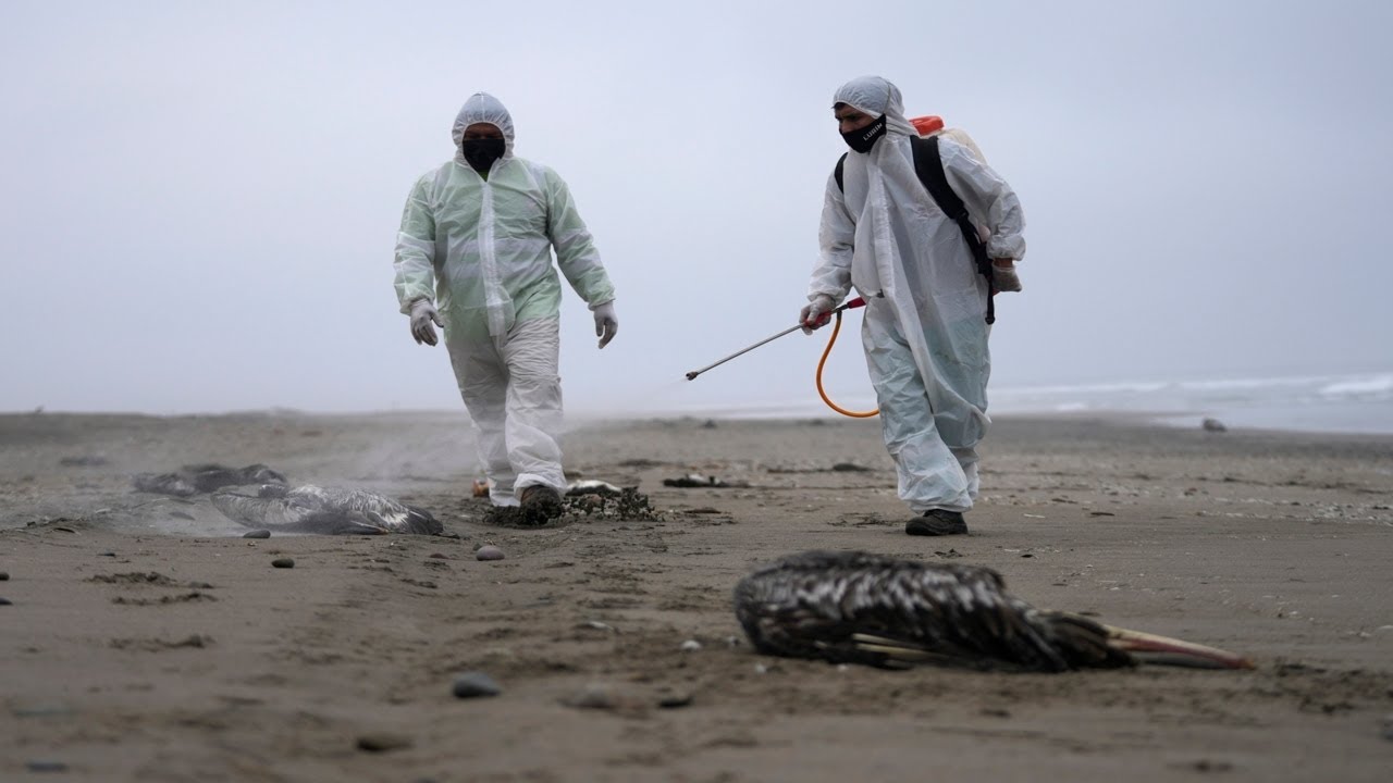Fears bird flu could become the next pandemic - YouTube