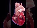 #lub dub# heart' sounds #mbbs #medical #medico #nursing