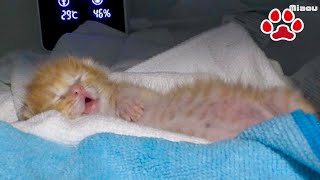 [Rescue Day 9] Progress the day after the kitten lost consciousness