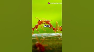 Ant Communication  The Secret Language