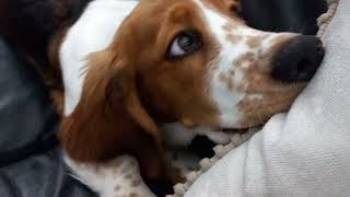 Puppy Blossom looking for treats!