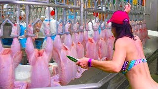 Modern Technologies - How It's Made - Amazing Chicken Meat Processing Poultry Factory