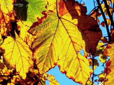 Shalva Londaridze \"გაზაფხულს დაველოდები\"