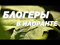 Блогеры в Илоранте