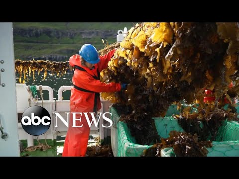 Faroe Islands farmers use seaweed as an underwater solution to combat climate change | Nightline