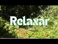 [ RELAXAR ] Sons Da Natureza | Descansar | Dormir | Meditar | Estudar.
