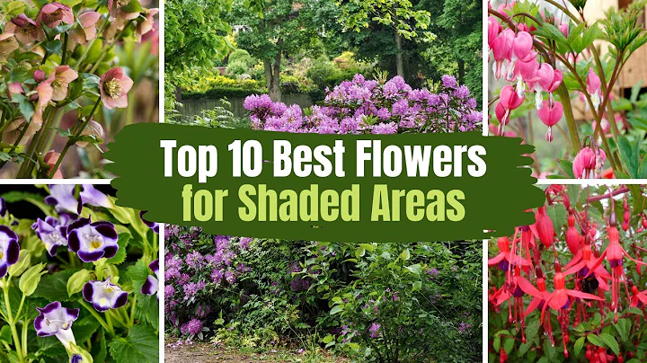 Top 10 Best Flowers for Shaded Areas 🌻🌹 // PlantDo Home & Garden - DayDayNews
