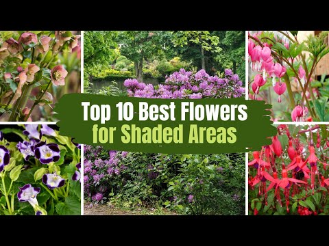 Video: Cvijeće Zone 9 za sjenovite vrtove - Uzgajanje cvijeća u zoni 9 djelomično