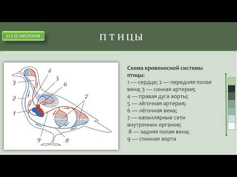 Филогенез кровеносной системы