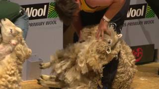 World Blade Shearing Final