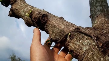 Điều cần lưu ý khi ghép cải tạo cây bơ | avocado viet nam