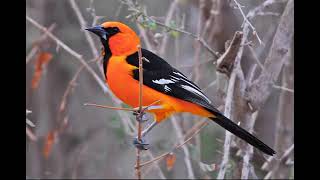 Currupiao, Turpial, canto de las aves mas hermosas del mundo