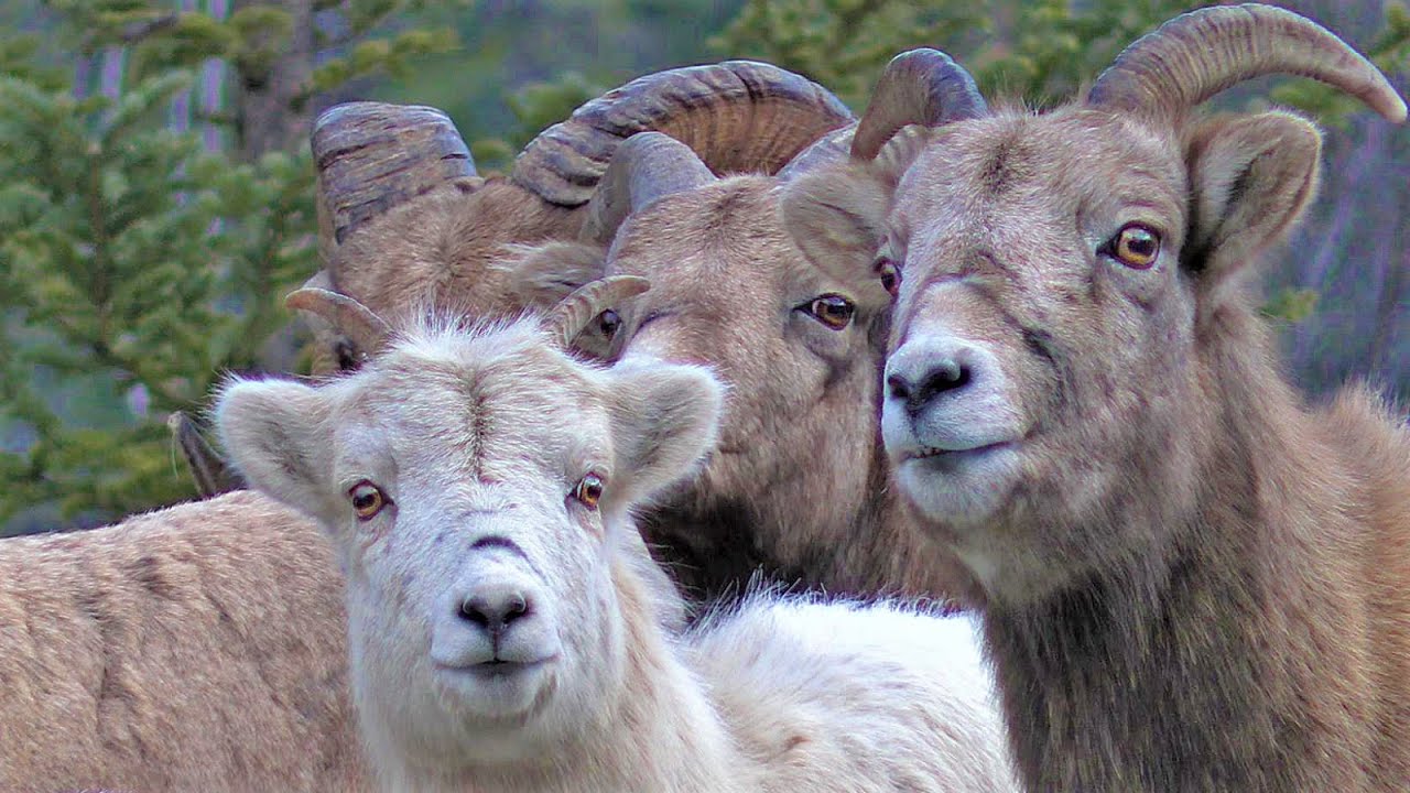 Rare White Bighorn Sheep is Doing Well - YouTube