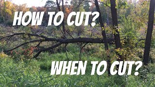 HINGE CUT OR TSI? WHEN SHOULD I CHAINSAW? Real Examples to Answer the Most Common Habitat Questions!