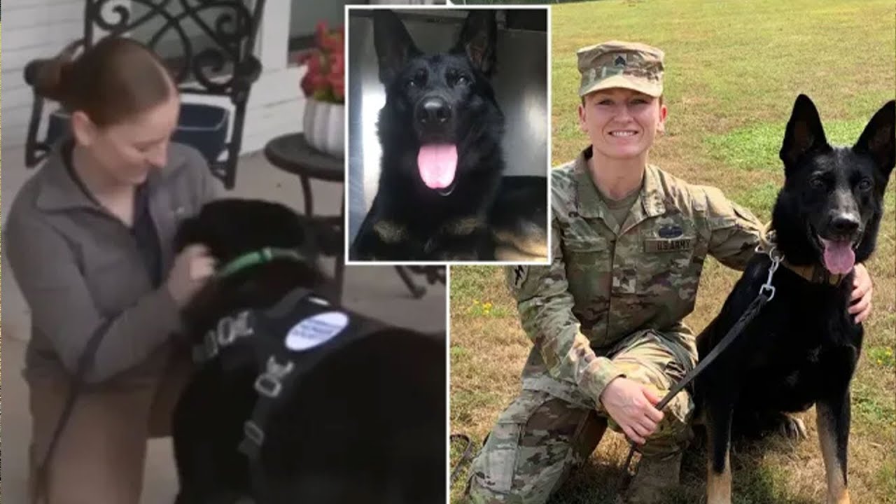 K-9 veteran of Iraq and Afghanistan reunited with handler after 3 years ...