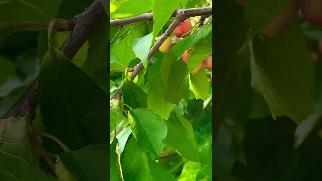 Cherry grown in our backyard🇨🇦