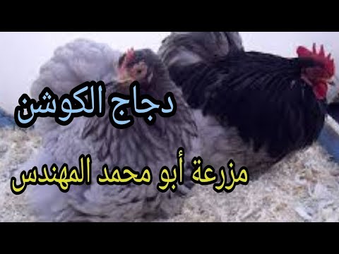 فيديو: بنك 