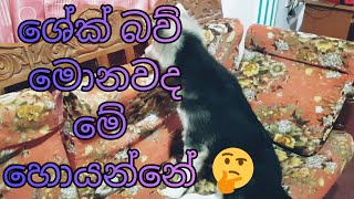 කෝ අනේ මේක නෑනේ  🥺🥺 | Sri Lankan cute dog | shek baw #sriankandog | dog in sri lanka #funnydog #2021