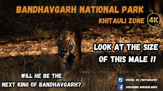 The Next king of Bandhavgarh National Park ?! (KHITAULI ZONE) | 4K VIDEO