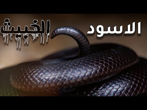 فيديو: ما مدى سامة الكوبرا الأحادية؟