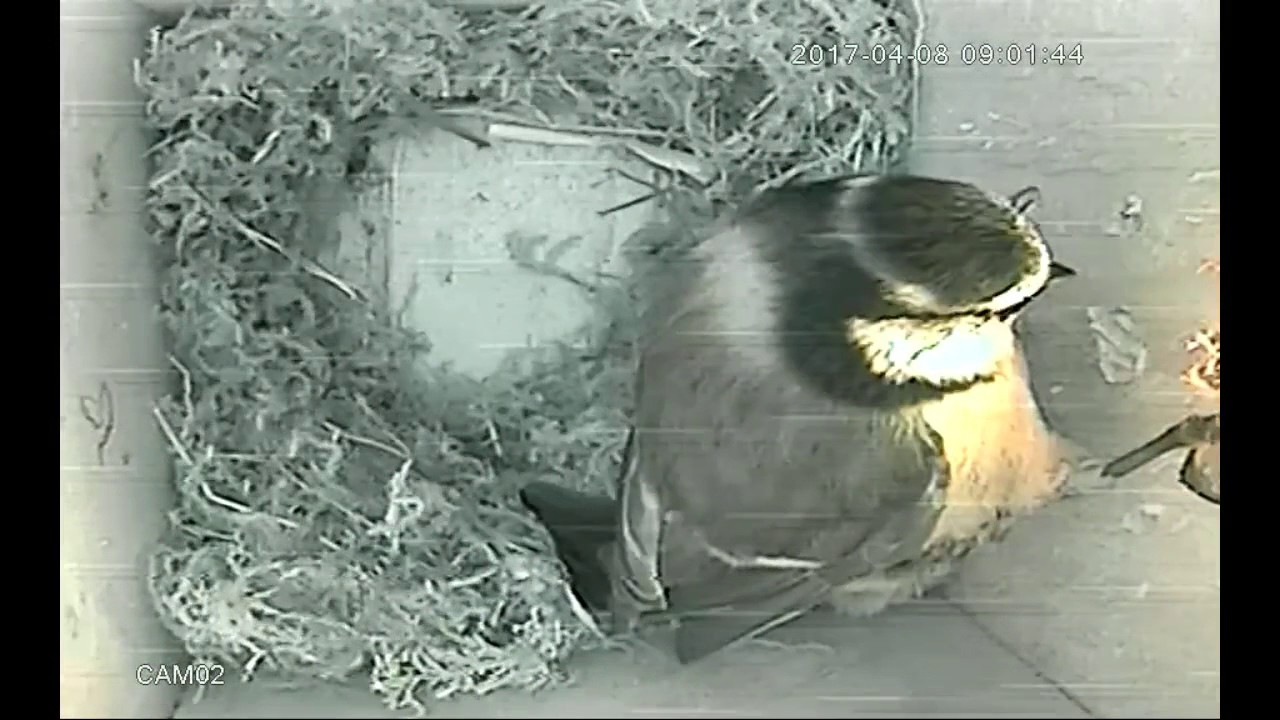 2017 - Week6 - Nesting