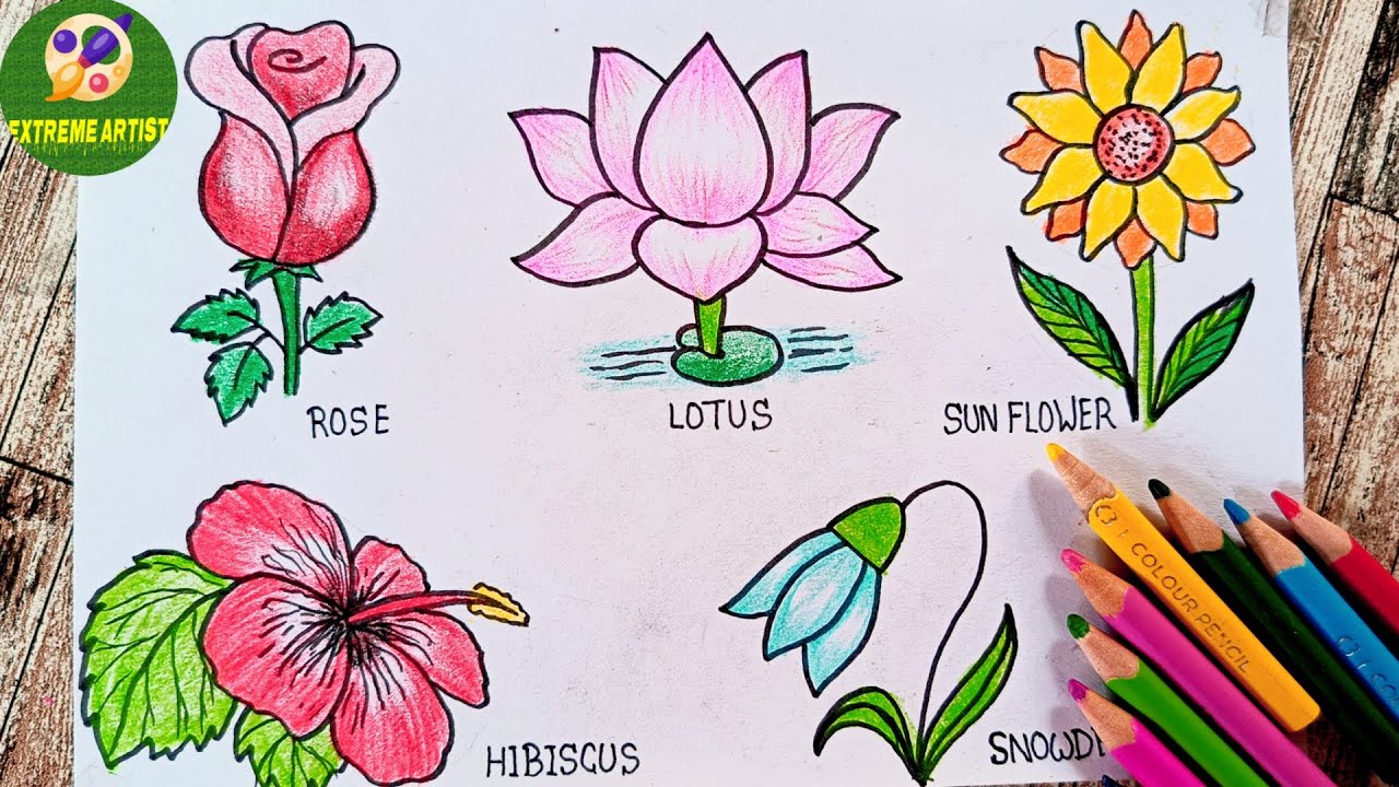 How To Draw Different Type Of Flowers - Maxresdefault