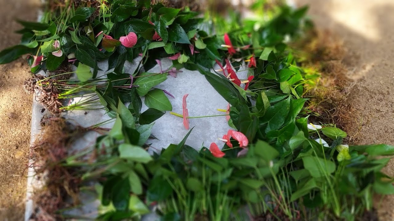 වර්ග 100කින් මව් ගස් 100ක් මෙච්චර අඩුවට ?? ඔයාට කොහෙන්වත් ගන්න නම් බැරි වෙන වටින වර්ග වලින්ම තමයි.