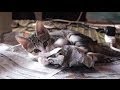 🗞新聞で暴れる子猫