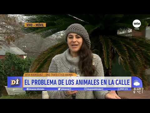 "Necesitamos que haya una toma de conciencia y una capacitación para trabajar con la fauna urbana"