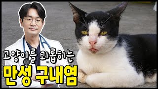 고양이 만성구내염의 예방과 치료. 고양이 전발치를 알아보자. 구내염은 치료가 가능할까요?