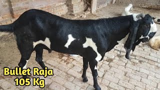 Beetal Big Bullet Raja Goat For Sale 2020 || Bullet Raja At Rajasthan Goat Farm || Punjabi Bakra