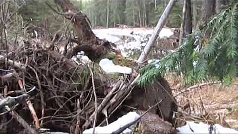 Mountain Man Journals 2013-2014 Trapping Season Vid 15