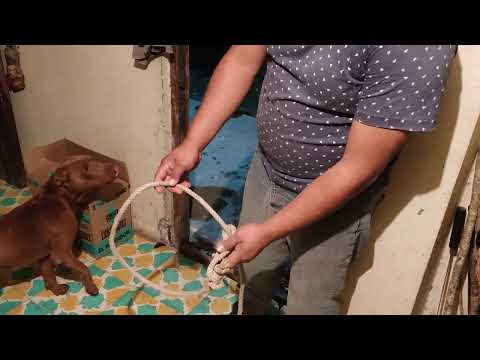 Video: ¿Los hocicos de cerdo son seguros para los cachorros?