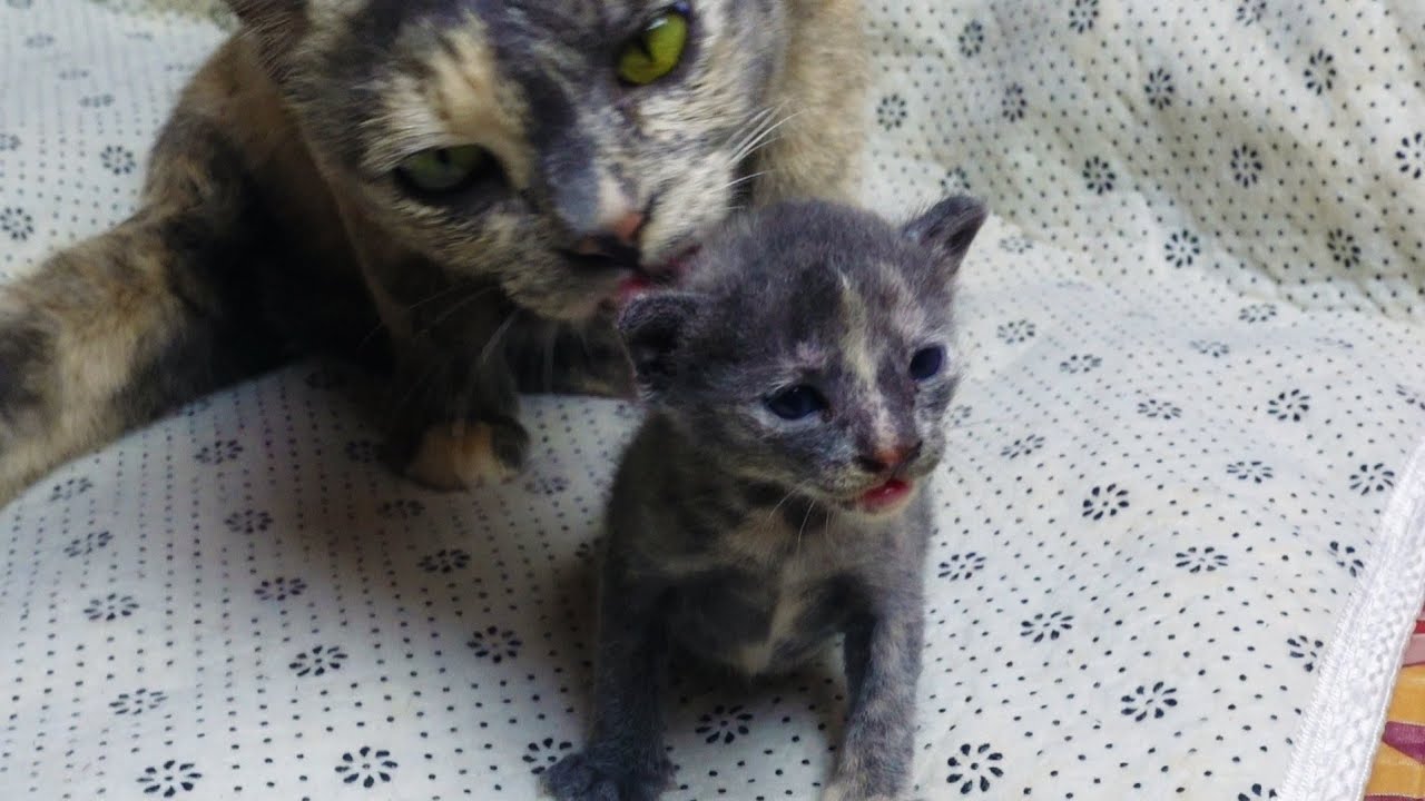 Mom cat cleaning her two kittens Toto and Lily so sweet MK kitten