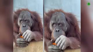 Monkeys play people. MEGA FUNNY
